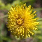 Trommsdorffia maculata