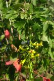 Ribes aureum
