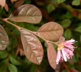 Loropetalum chinense var. rubrum