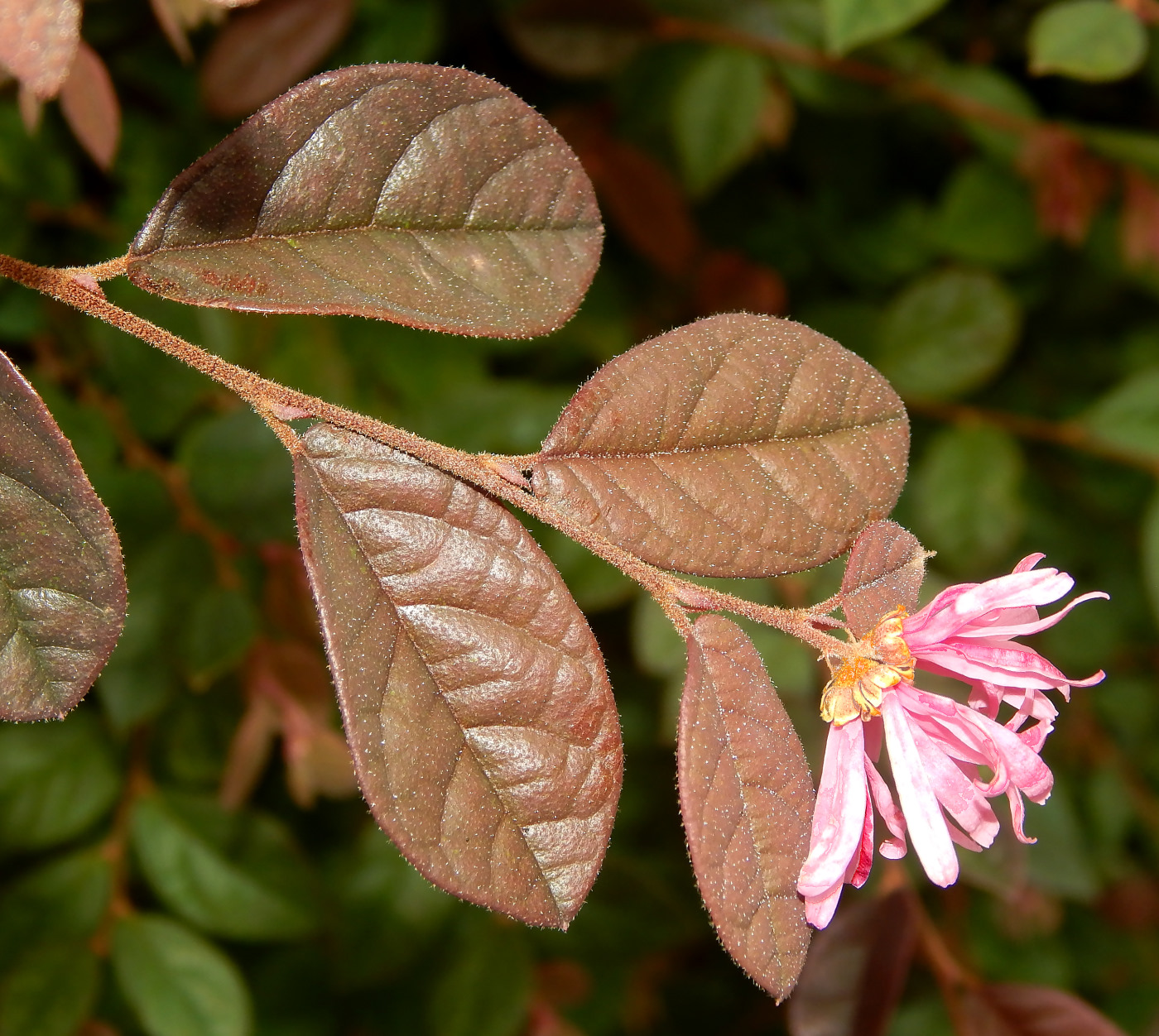 Image of Loropetalum chinense var. rubrum specimen.