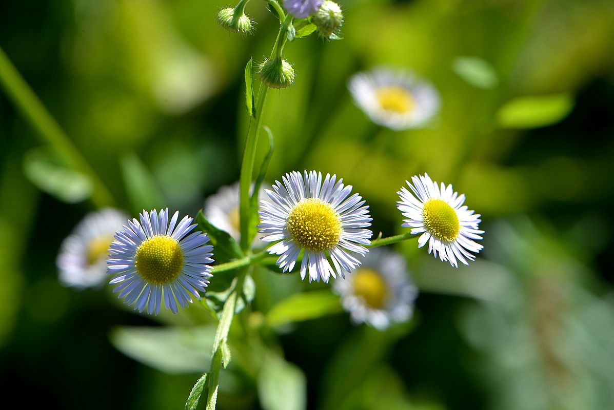 Image of Erigeron annuus ssp. lilacinus specimen.