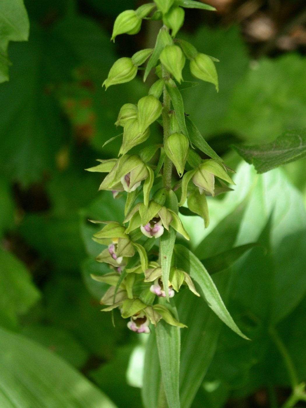 Изображение особи Epipactis helleborine.