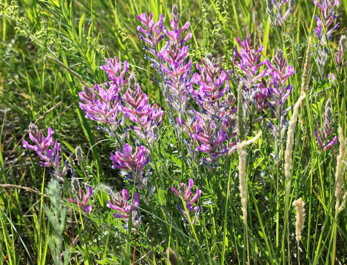 Изображение особи Astragalus varius.