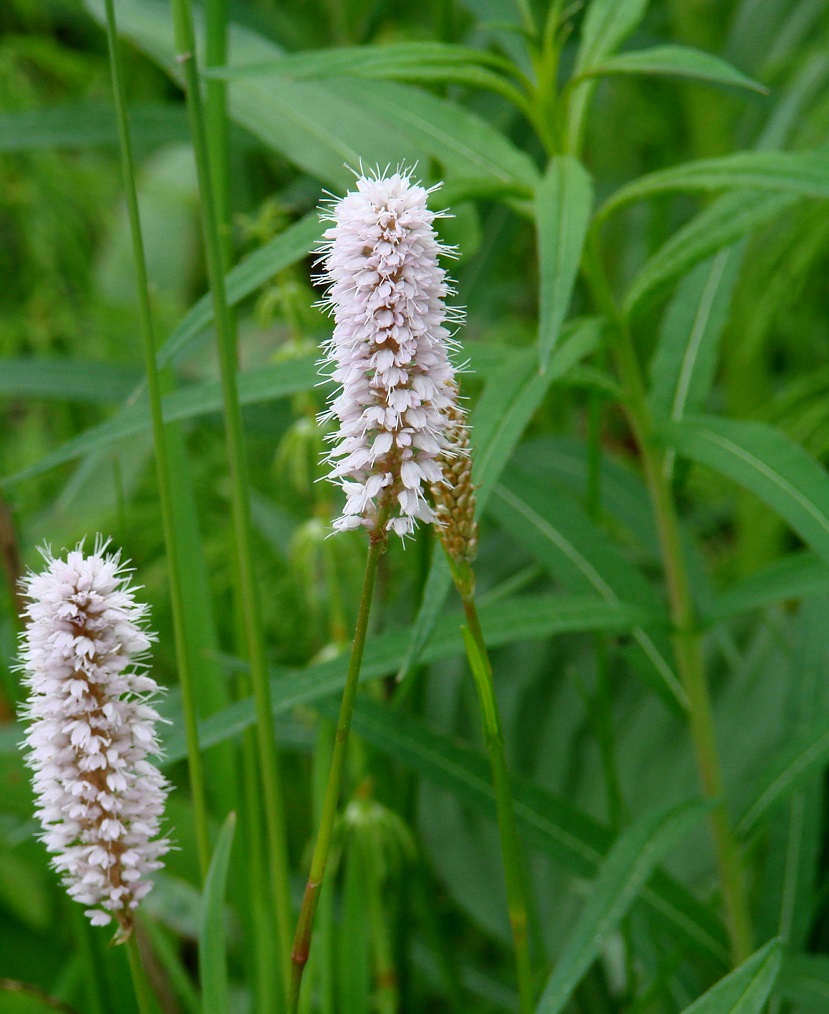 Изображение особи Bistorta officinalis.