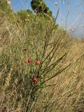 Osyris alba. Плодоносящее растение. Хорватия, Дубровник, гора Srd, травянистый склон с одиночными кустарниками. 28 августа 2010 г.