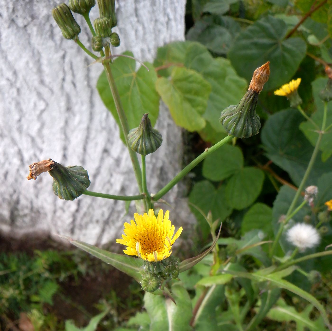 Image of Sonchus oleraceus specimen.