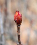 Rhododendron luteum. Верхушка побега со спящей генеративной почкой. Ставропольский край, г. Кисловодск, парк. 03.01.2019.