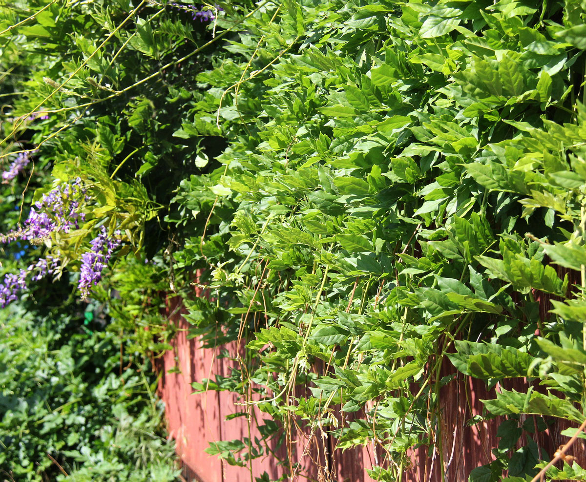 Image of Wisteria sinensis specimen.