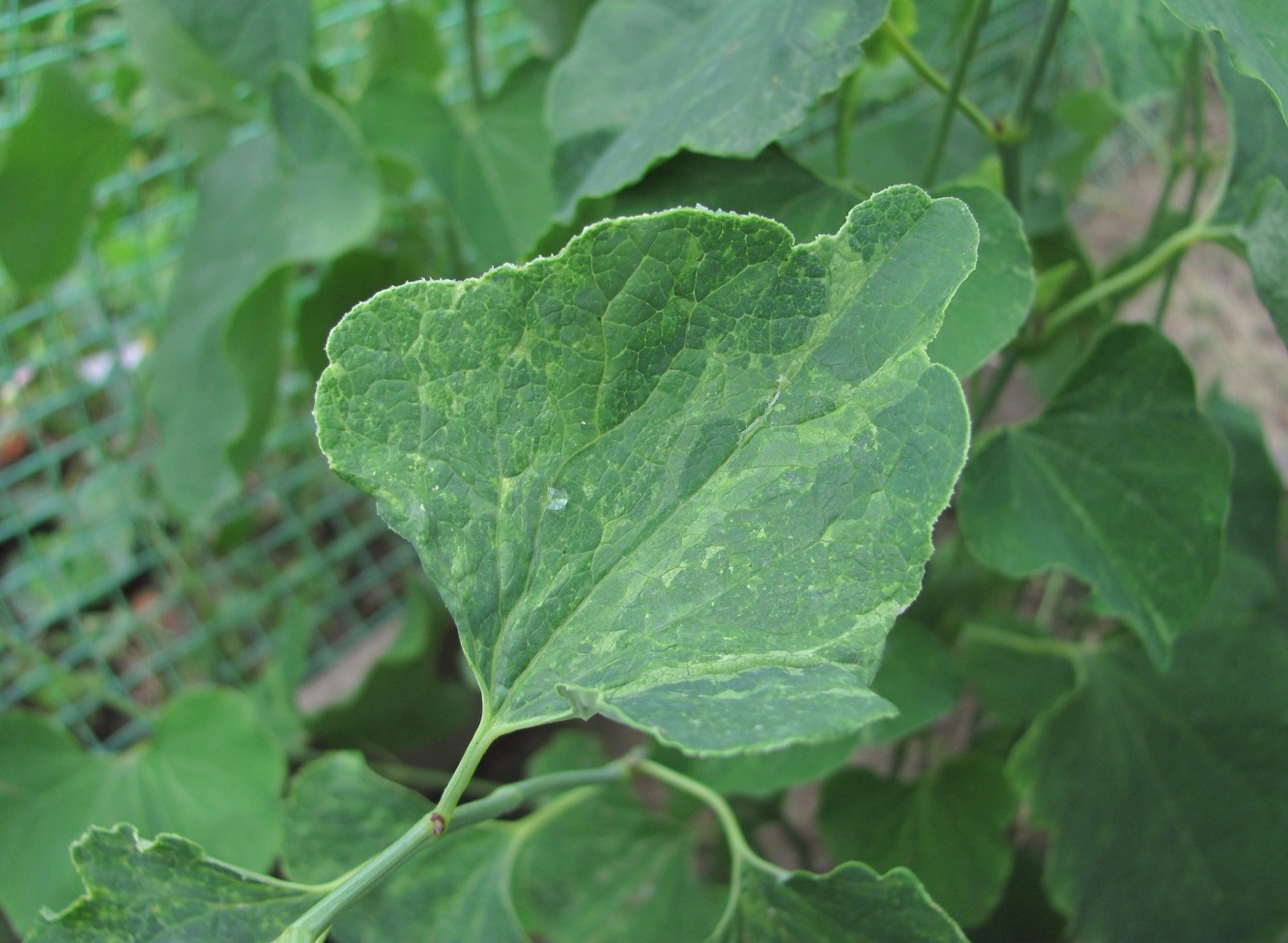 Image of Aristolochia clematitis specimen.