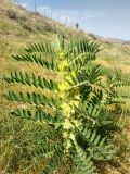 Astragalus sieversianus