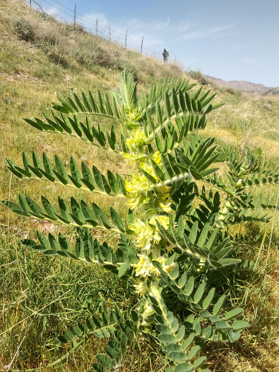 Изображение особи Astragalus sieversianus.