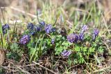 Corydalis solida. Цветущие растения. Санкт-Петербург, Кронштадтский р-н; о-в Котлин, побережье Финского зал. к северу от форта \"Шанец\", опушка смешанного леса у границы с песчаным пляжем. 02.05.2021.