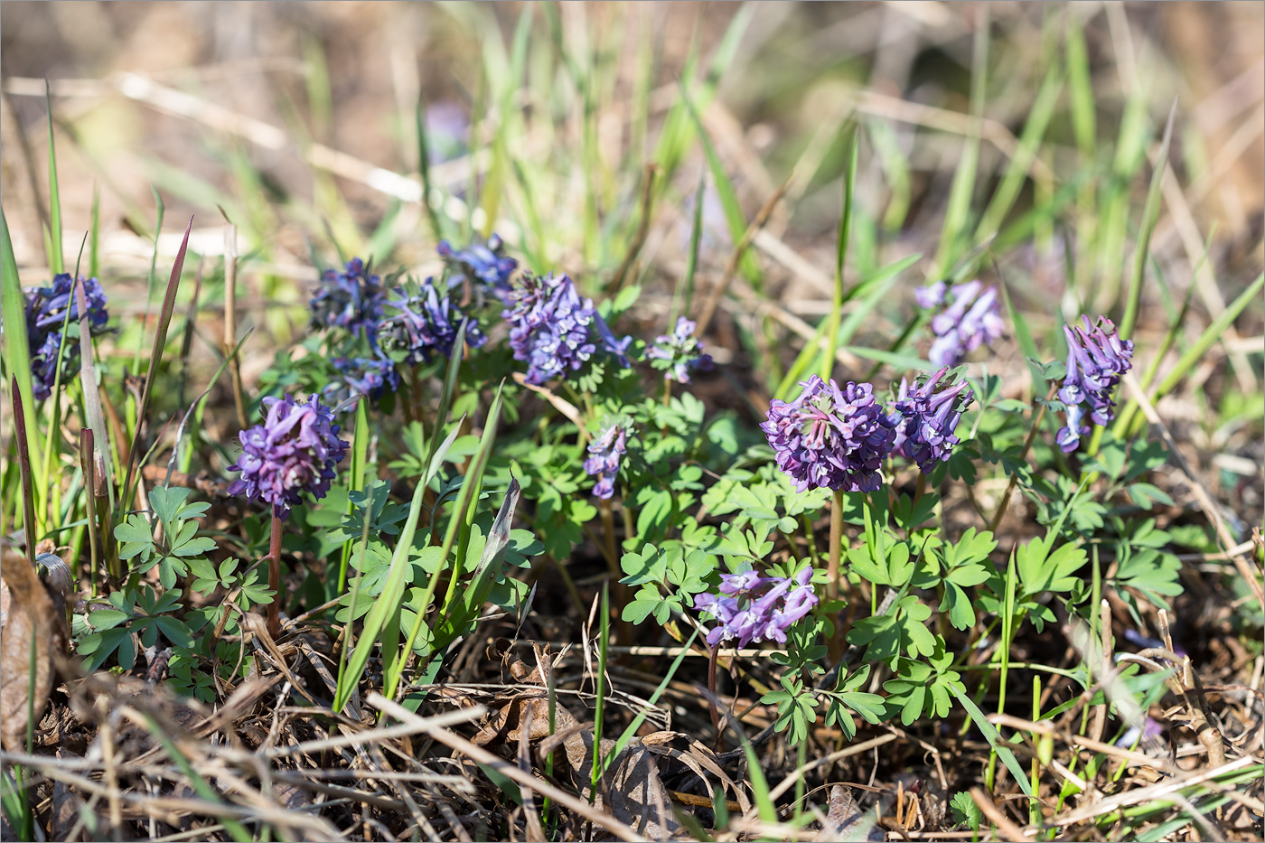 Image of Corydalis solida specimen.
