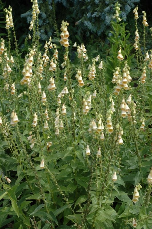 Image of Digitalis grandiflora specimen.