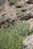 Ophrys oestrifera