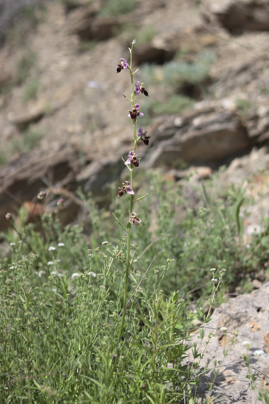 Image of Ophrys oestrifera specimen.