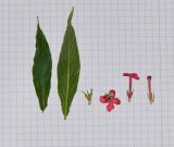 Image of taxon representative. Author is Татьяна Мальчинская