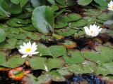 Nymphaea alba