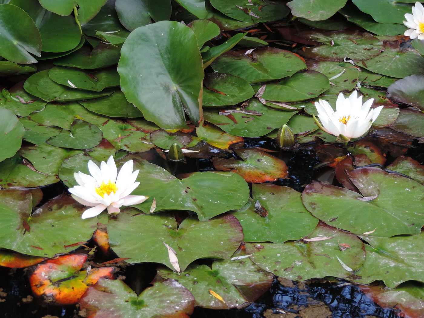 Изображение особи Nymphaea alba.