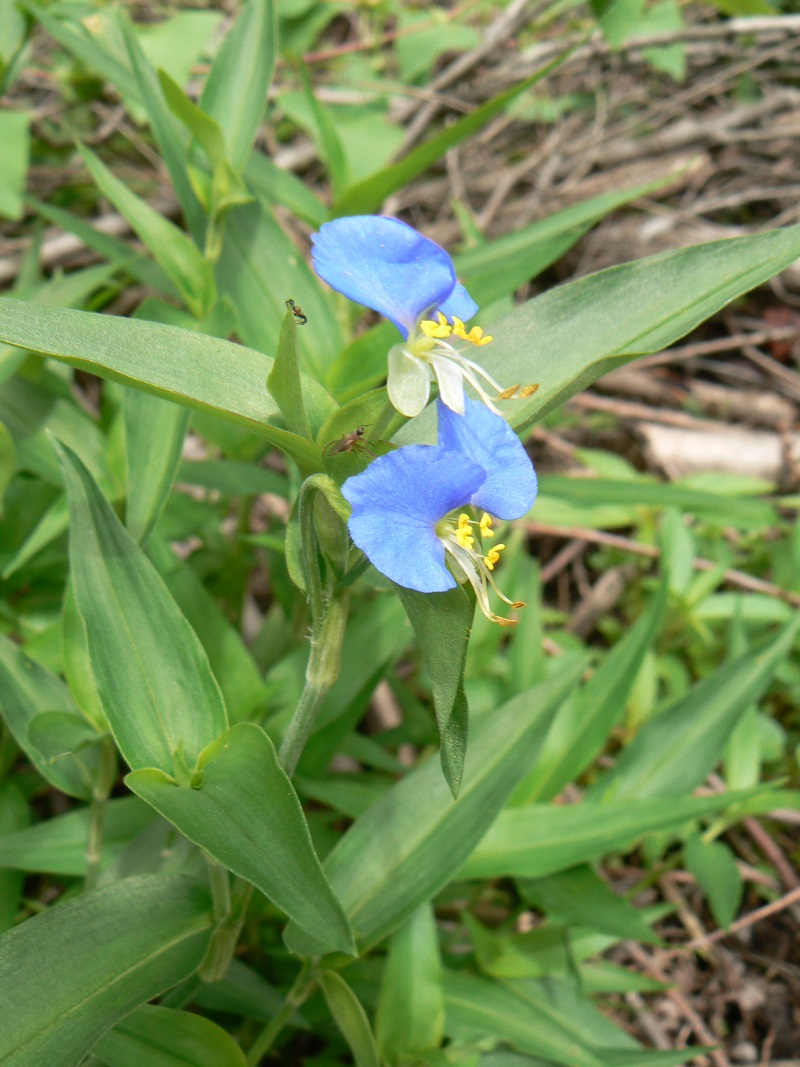 Изображение особи Commelina communis.