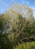 Populus alba. Крона взрослого дерева, растущего на берегу пруда. Московская обл., пгт Большие Вязёмы, усадьба Вязёмы, смотровая площадка у здания воскресной школы. 24.09.2020.