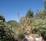 Melianthus major