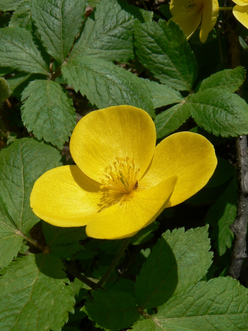 Image of Hylomecon vernalis specimen.