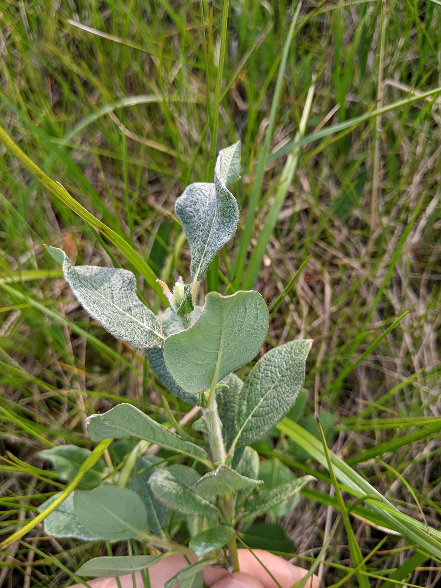 Image of Salix lanata specimen.