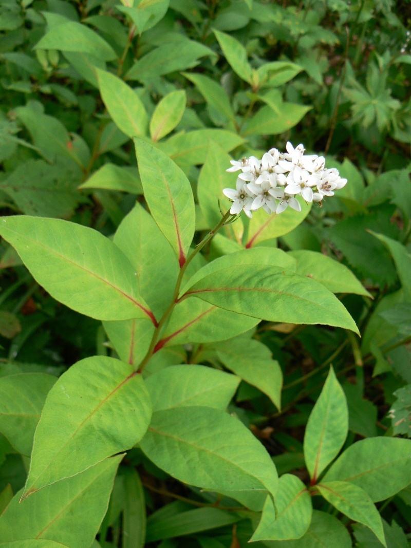 Изображение особи Lysimachia clethroides.