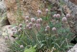 Allium carolinianum