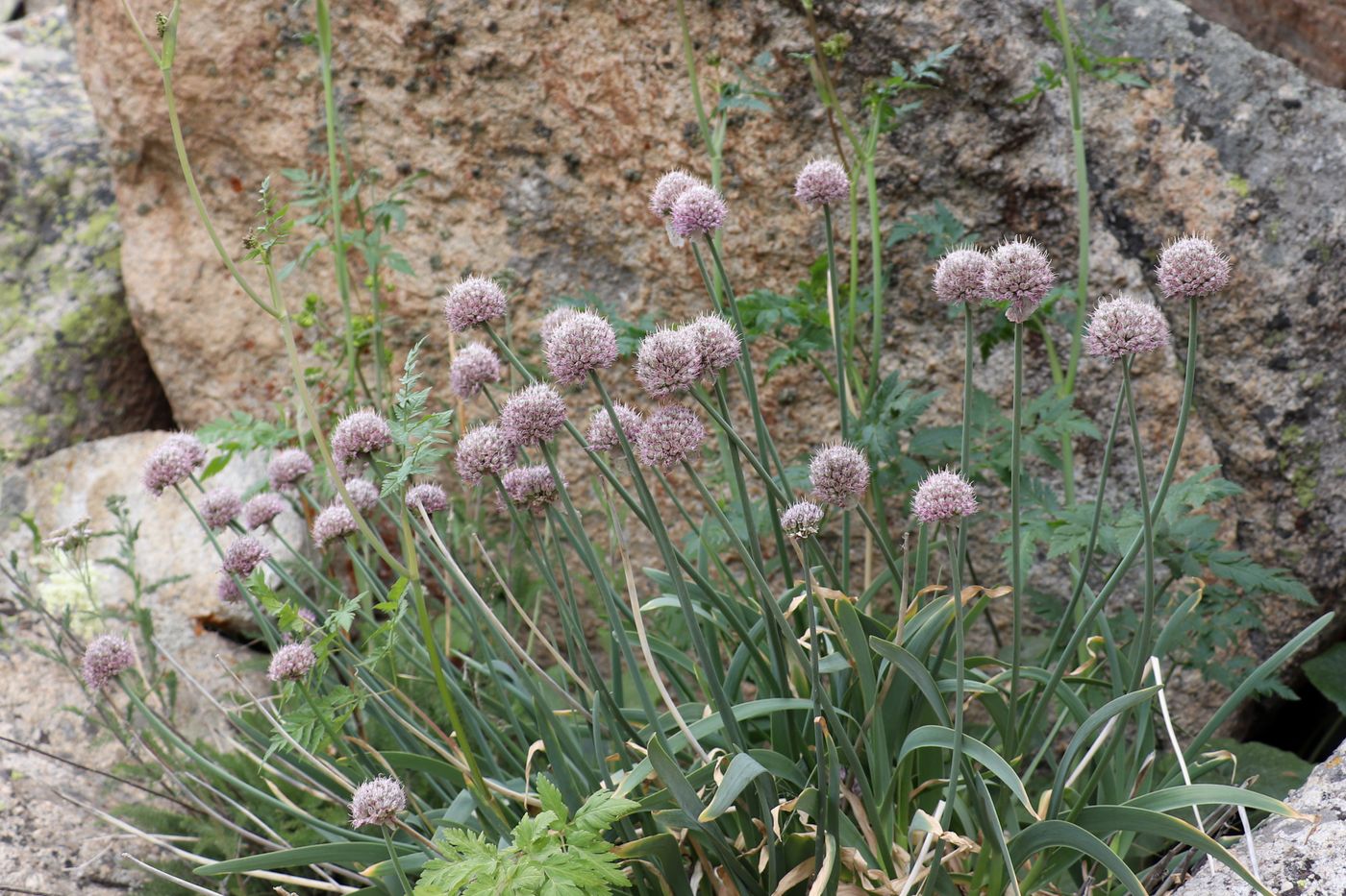 Image of Allium carolinianum specimen.