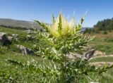 Cirsium obvallatum. Верхушка цветущего растения. Адыгея, Кавказский биосферный заповедник, Азишский перевал, ≈ 2000 м н.у.м., субальпийский луг. 31.08.2019.