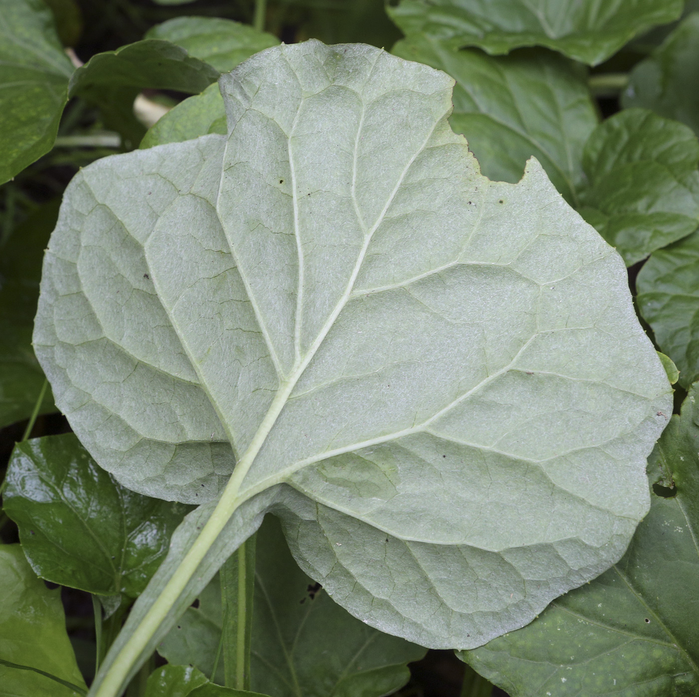 Image of Adenocaulon adhaerescens specimen.