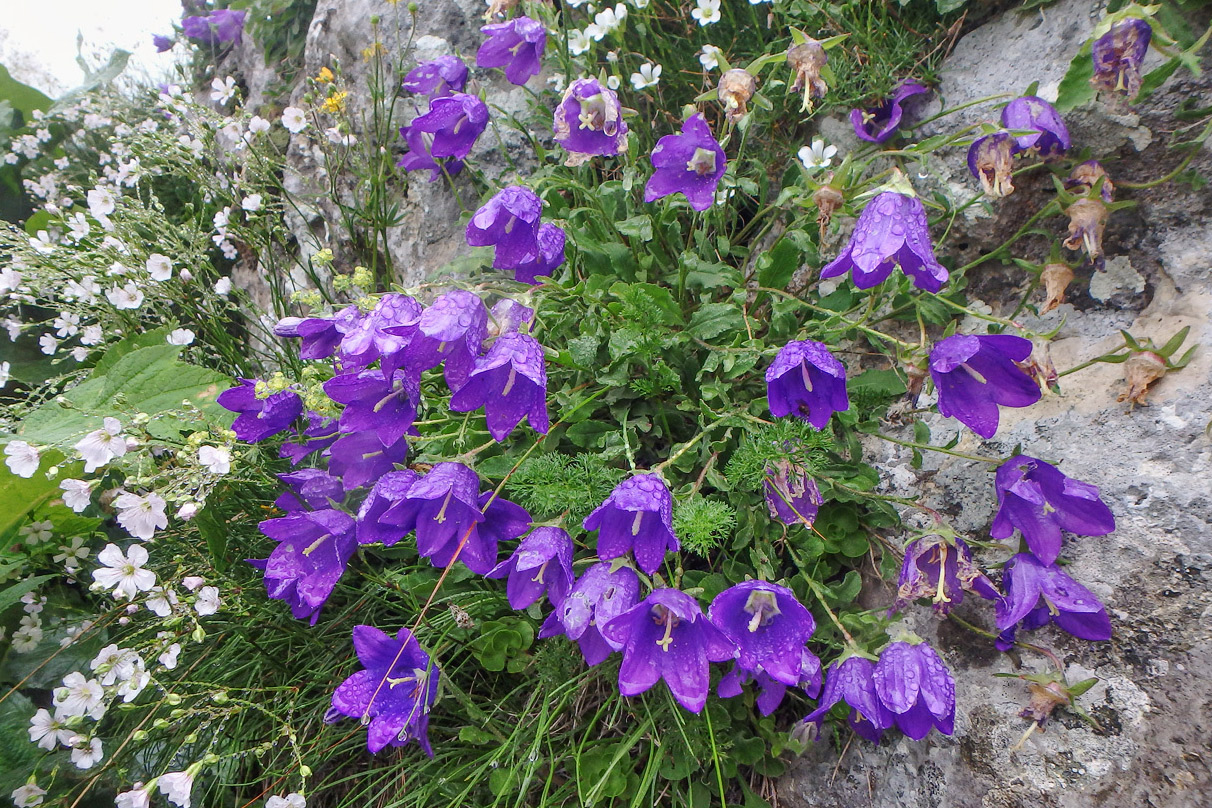 Image of Campanula argunensis specimen.