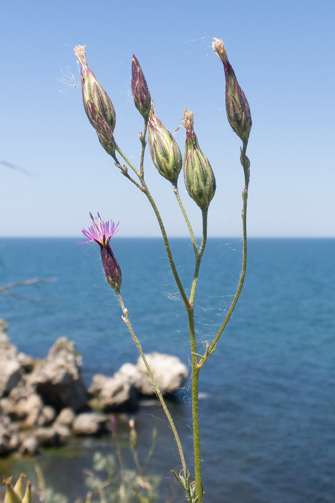 Изображение особи Crupina vulgaris.