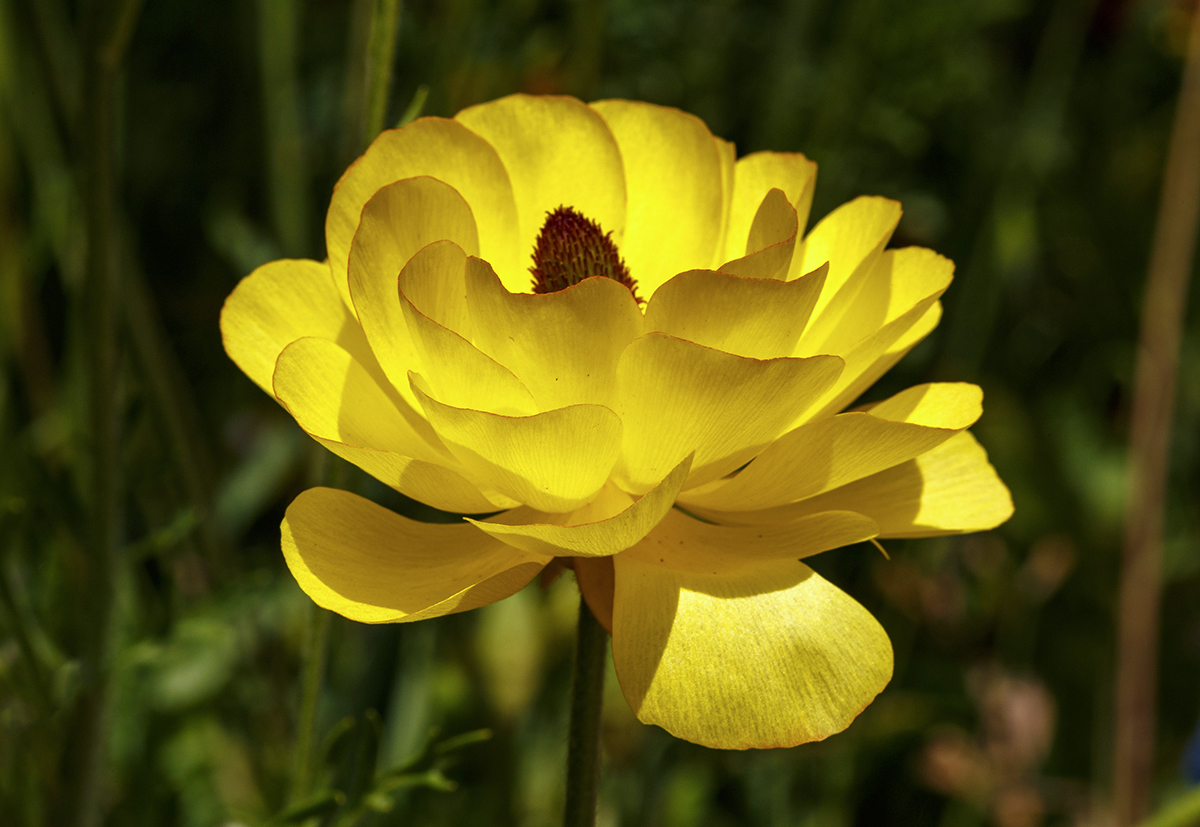 Image of Ranunculus asiaticus specimen.