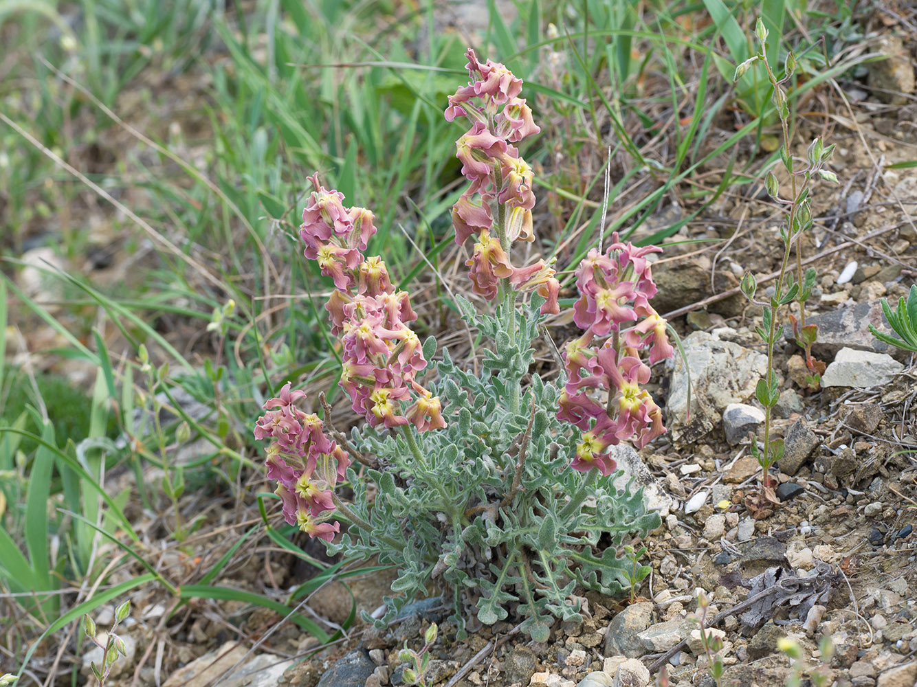 Изображение особи Matthiola odoratissima.
