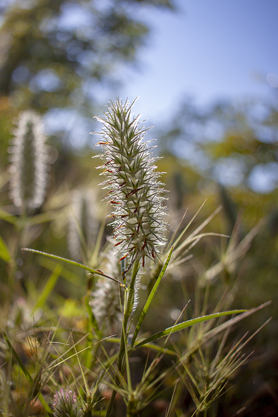 Image of Trifolium angustifolium specimen.