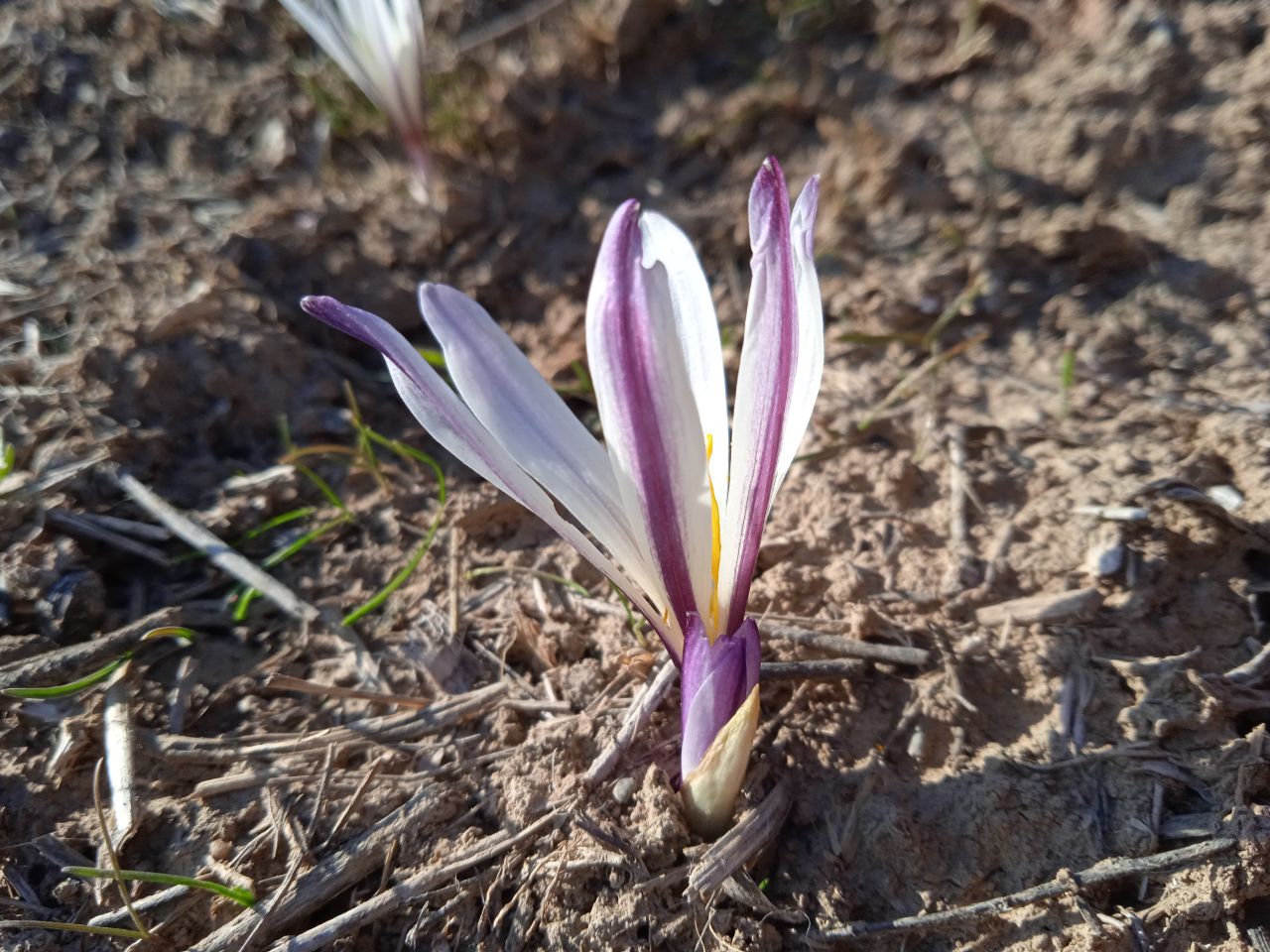 Image of Colchicum kesselringii specimen.