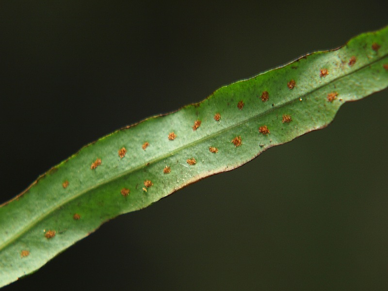 Изображение особи Lepisorus ussuriensis.