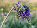 Salvia nutans. Верхушка побега с расцветающим соцветиями. Крым, окр. пос. Коктебель, платообразная вершина горы Клементьева. 19.07.2021.