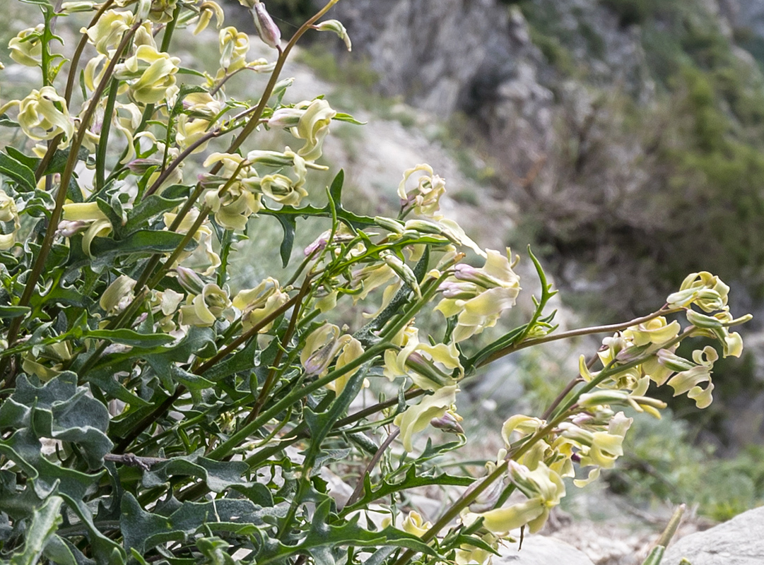 Image of Matthiola odoratissima specimen.