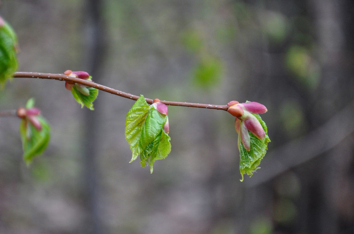 Изображение особи Tilia cordata.