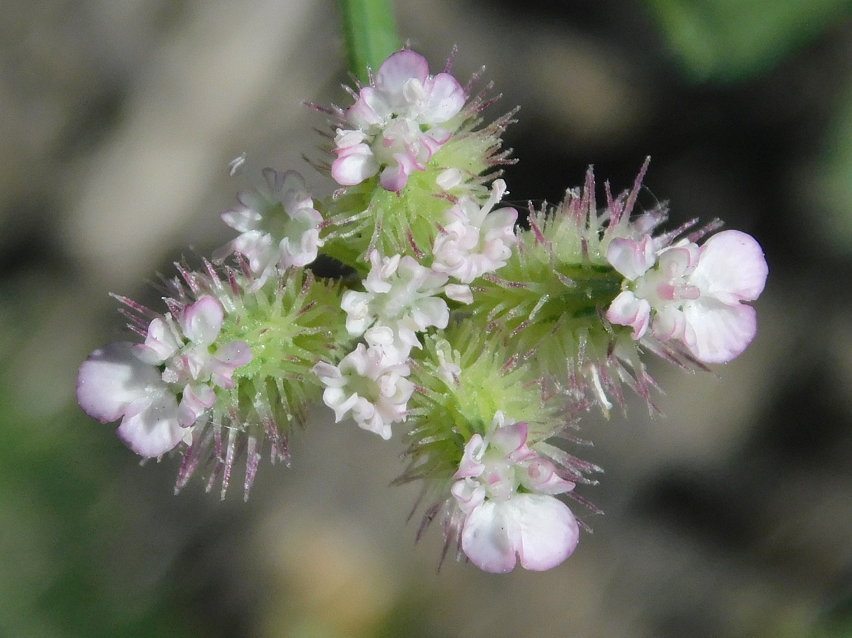 Image of Turgenia latifolia specimen.