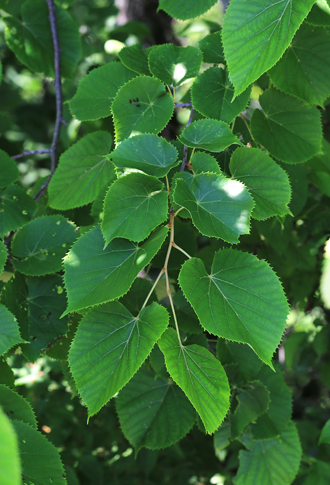 Изображение особи Tilia mandshurica.