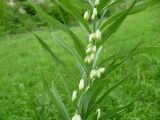 Polygonatum sewerzowii