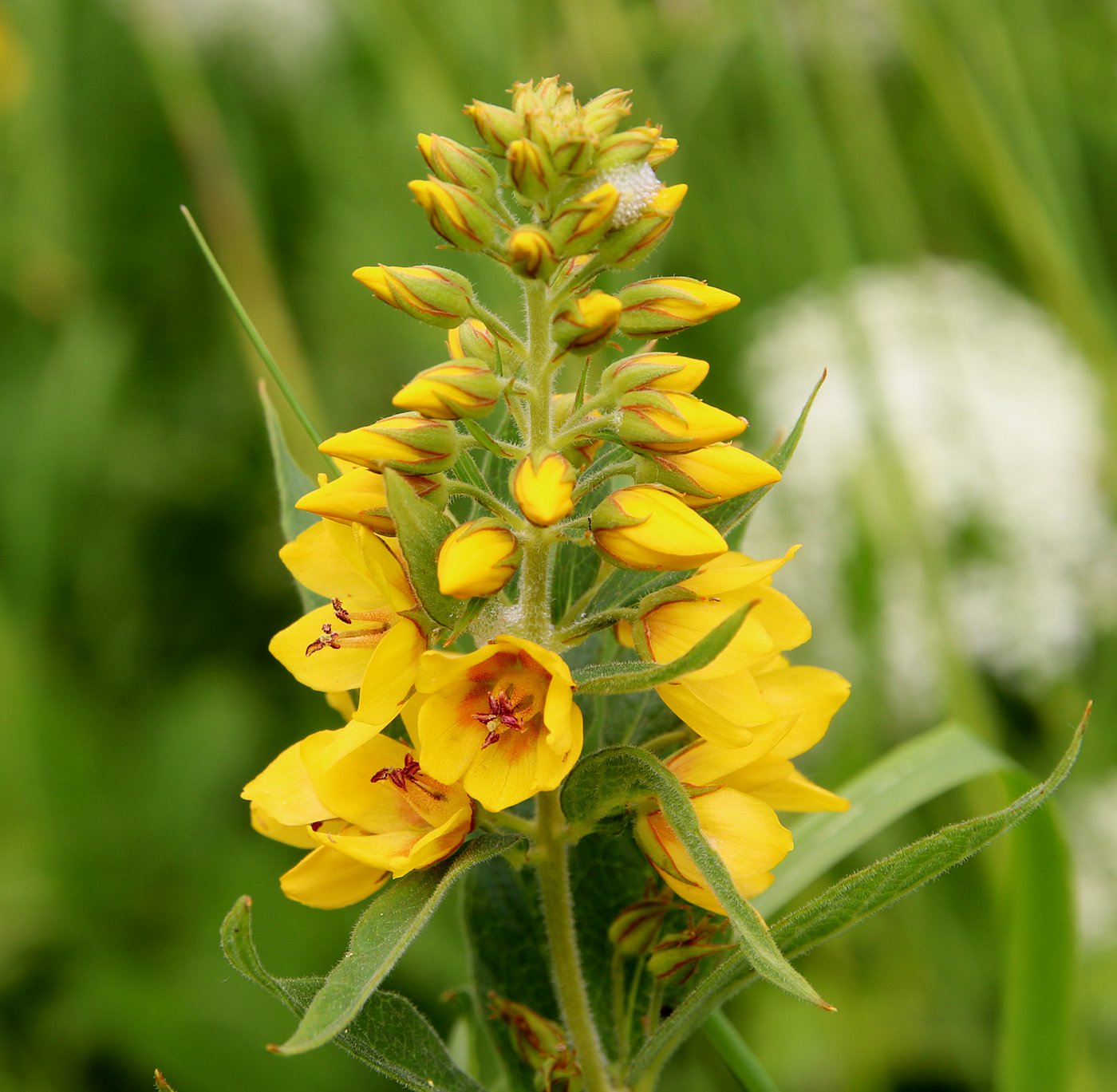 Изображение особи Lysimachia vulgaris.