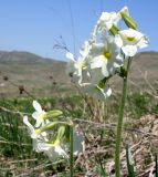 Primula ruprechtii