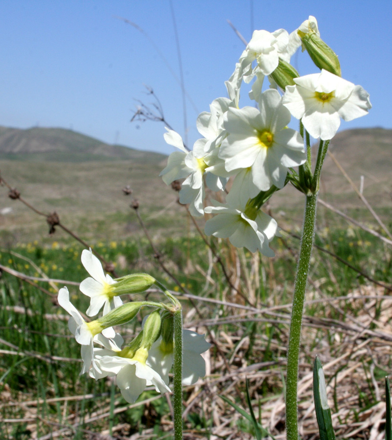 Изображение особи Primula ruprechtii.