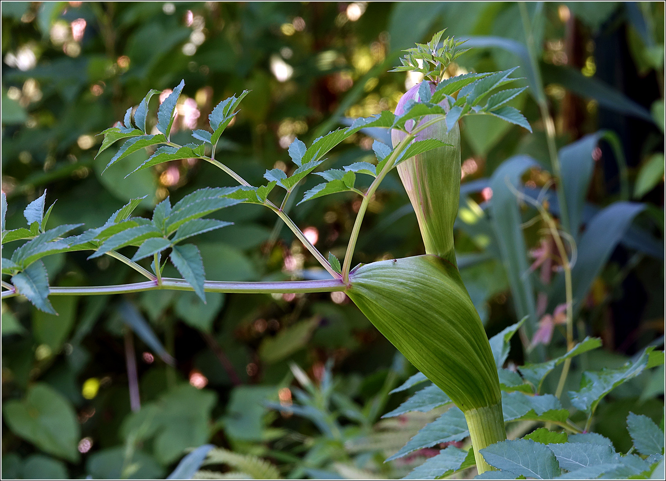 Изображение особи Angelica sylvestris.